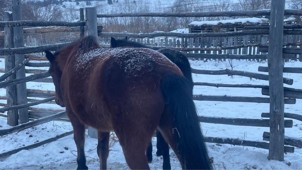 Бие с а т а м ы н