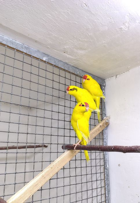 Продам попугаев: какарики
