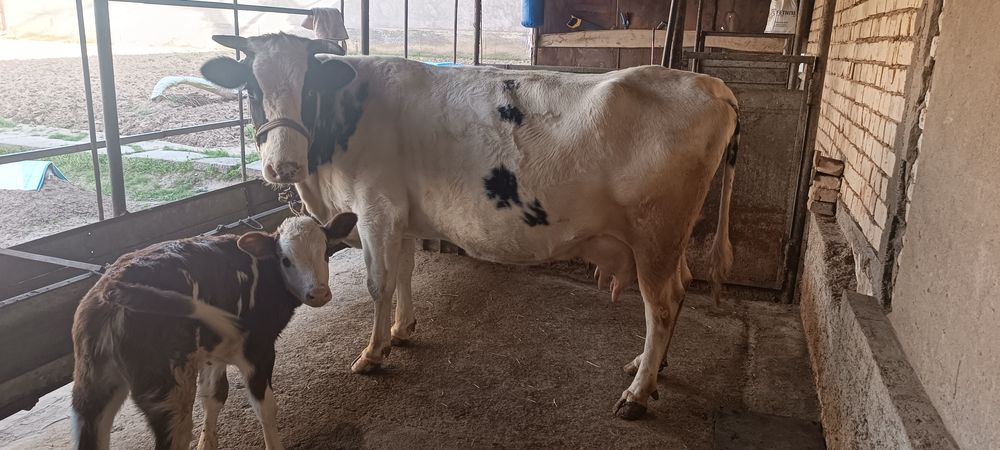 Premium Sigir sotiladi