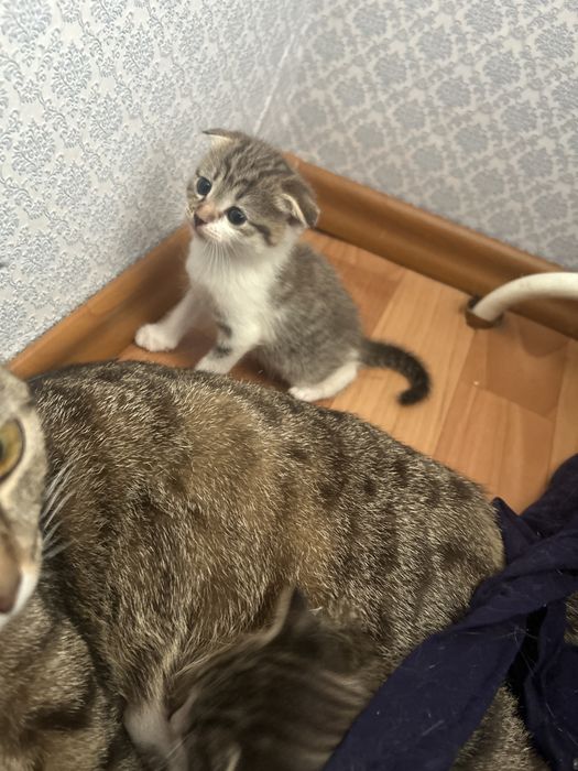 вислоухие котята