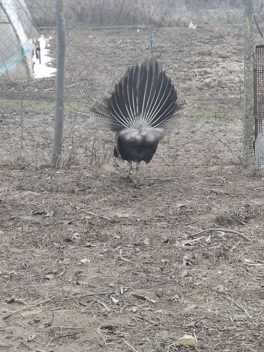 De vânzare păun standard