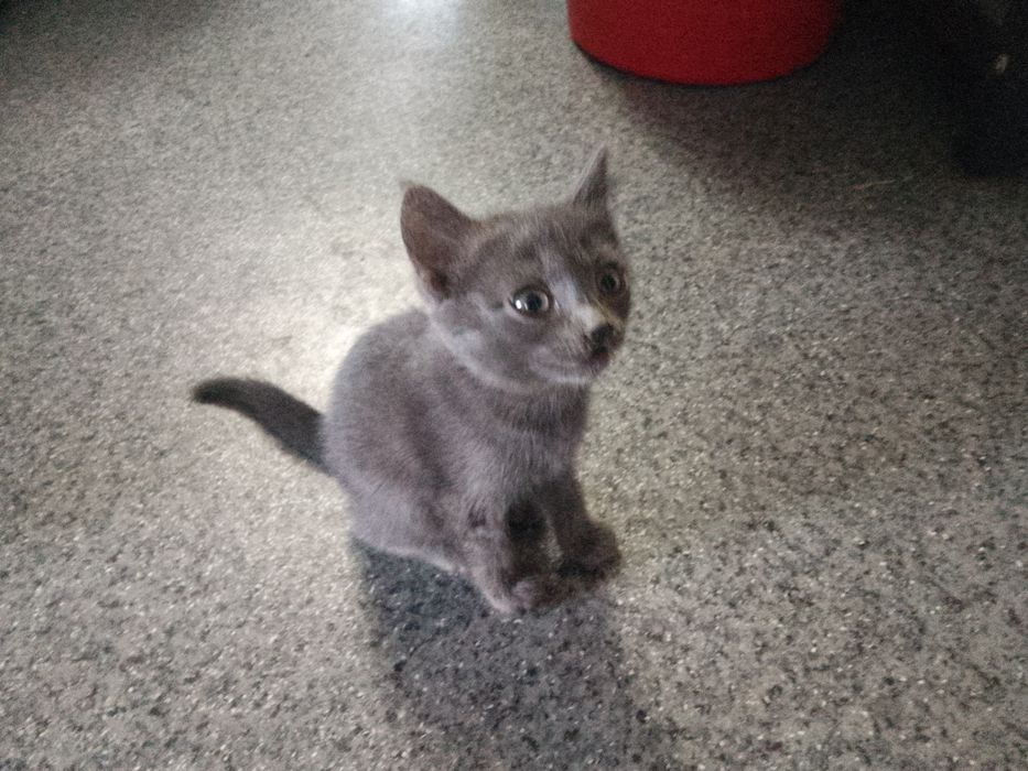 Отдам котенка (кошка) в добрые руки