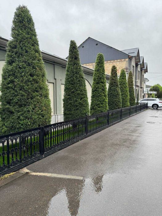 Продаются деревья Ёлка, Магнолия Крымский сосна