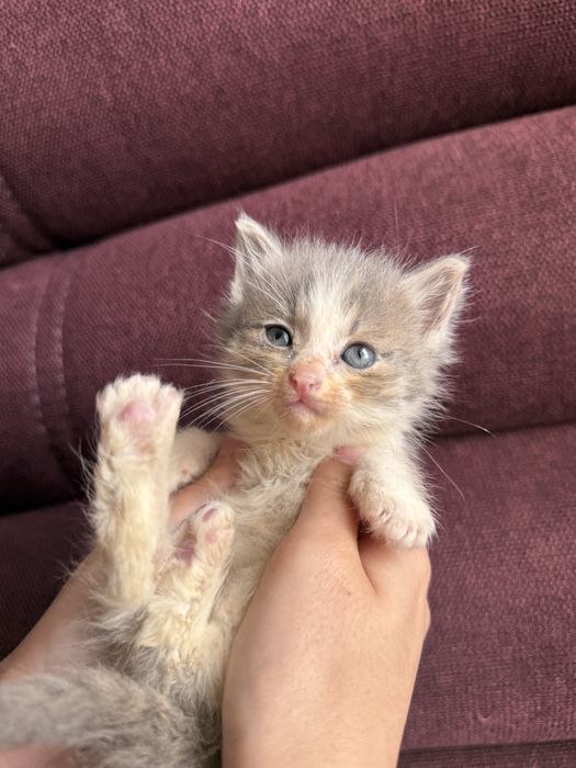 Котята ищут любящую семью
