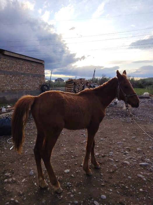 Таи сатылады срочна
