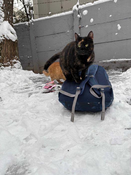 Tortie, pisicuta de 2 ani, sterilizata