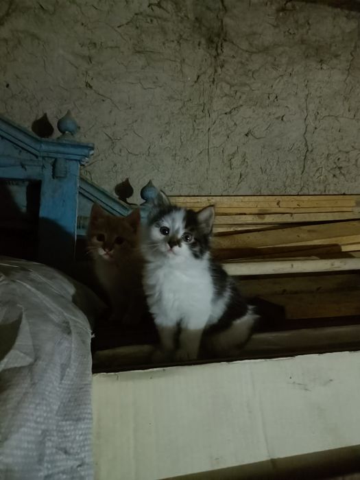 Отдам котят в добрые руки