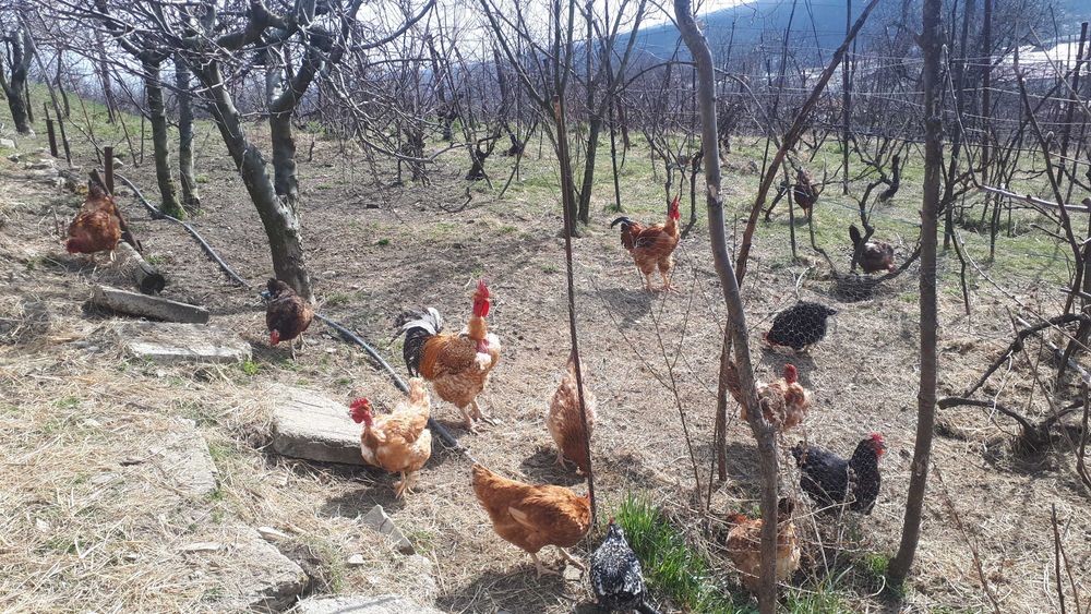 Cocosi si gaini de vanzare