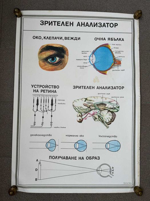 Учебни Медицински Плакати Постери