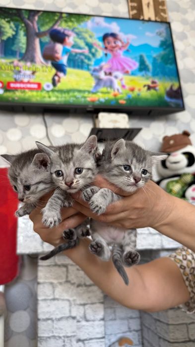 Шотландский Прямоух котята