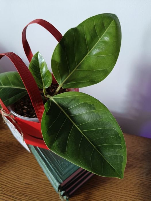 Фикус редкий ВАРИЕГАТНЫЙ «ОДРИ» в подарочной упаковке