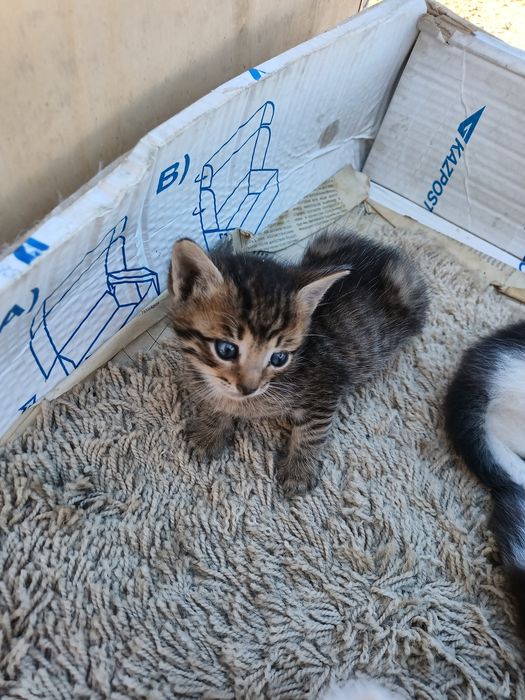 Отдам котят  бесплатно