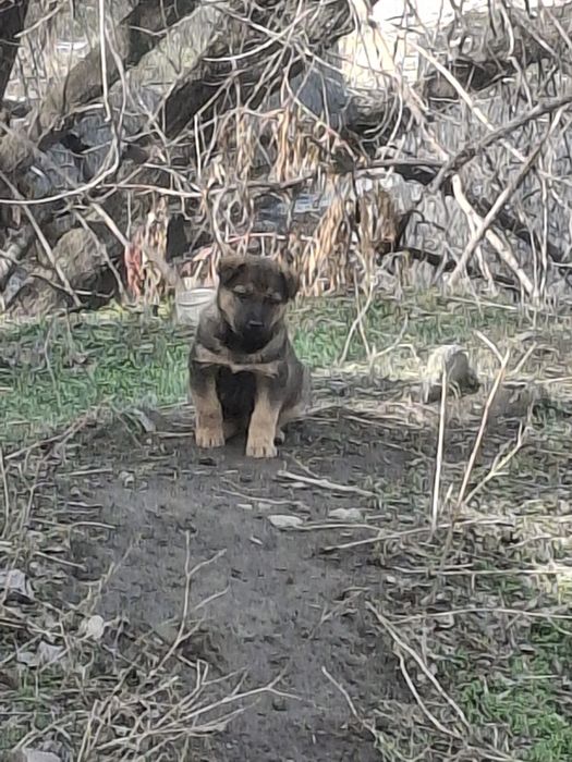 Щенята в надежные руки.