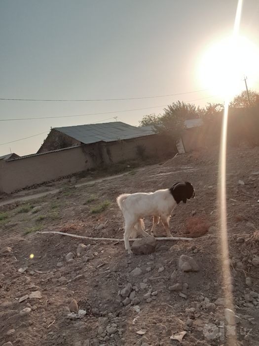 Bital taka sotiladi yosh hali katta bo'ladi nrxi 700$