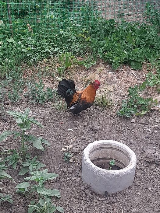 Продаются карликовые петухи