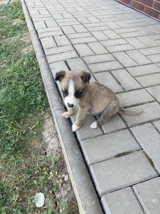 Donez catei metisi