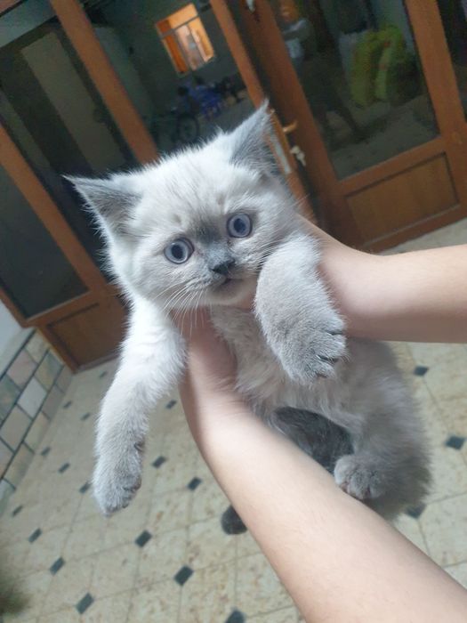 Мушук сотилади  сиамские