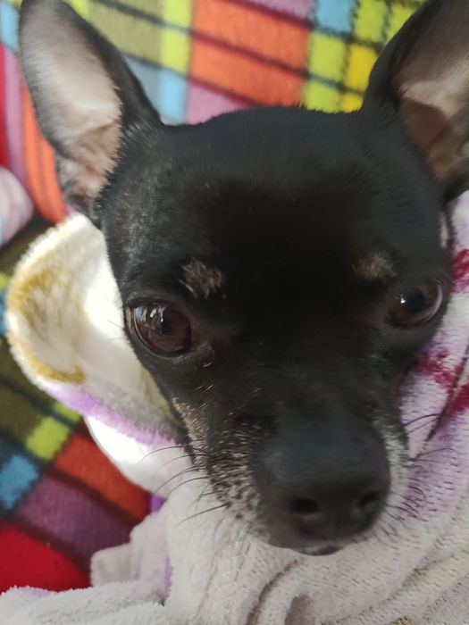 Пропала собака русский той терьер  прошу помогите