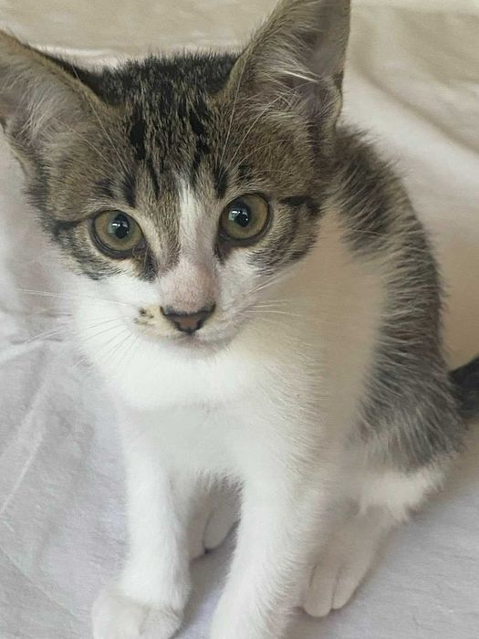 Котята и их мама ищут дом!