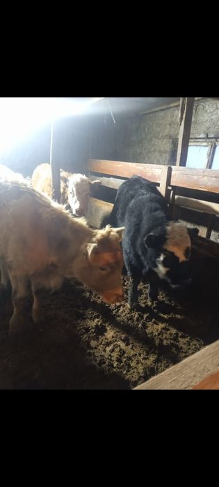 Прод подсосных телят