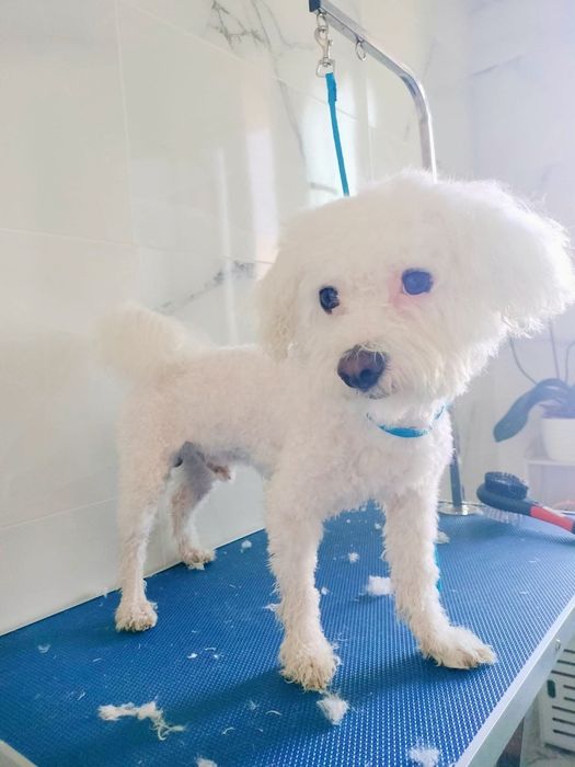 (Coafor căței   )                   Tund căței  talie mica