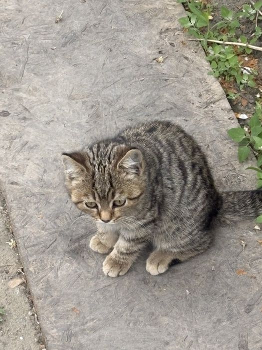 Котенок - тигренок