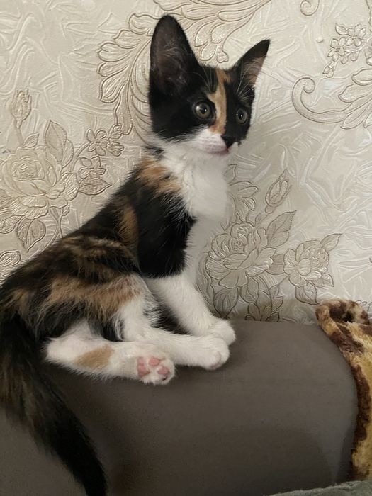 Отдам Кота мальчика