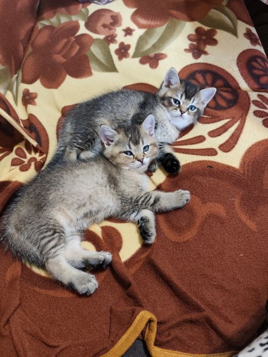 продавам котенца сребърна чинчила