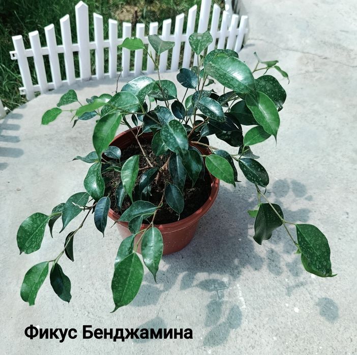 Продаются комнатные цветы