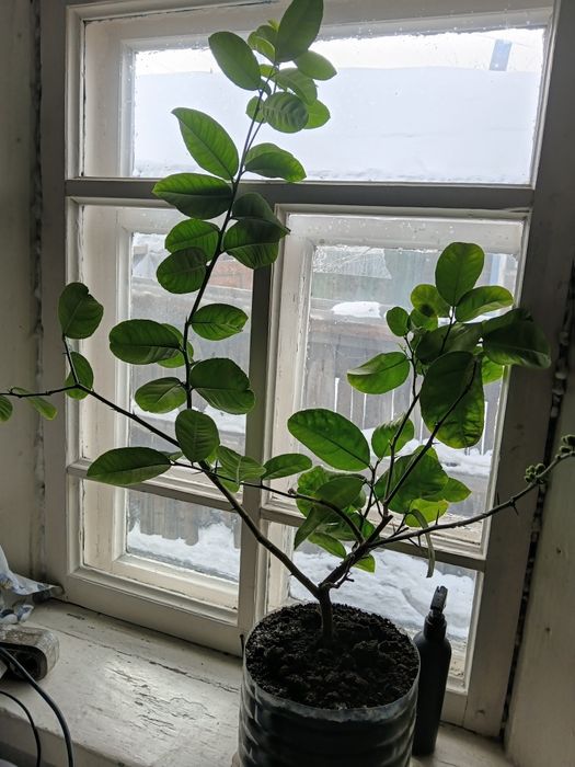 Лимон юбилейный.