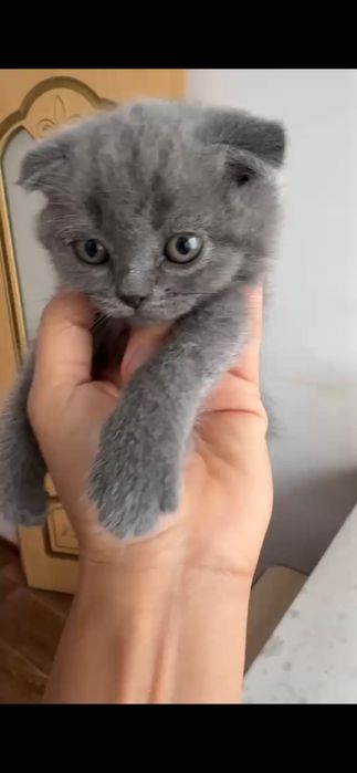 Котёнок британский вислоухий