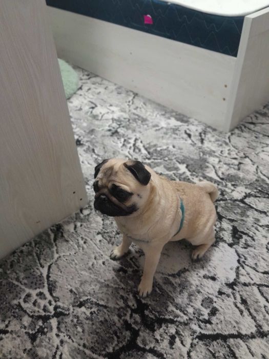 Продаётся собака в добрые руки