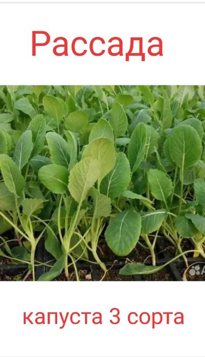 Продается рассада Затобольская