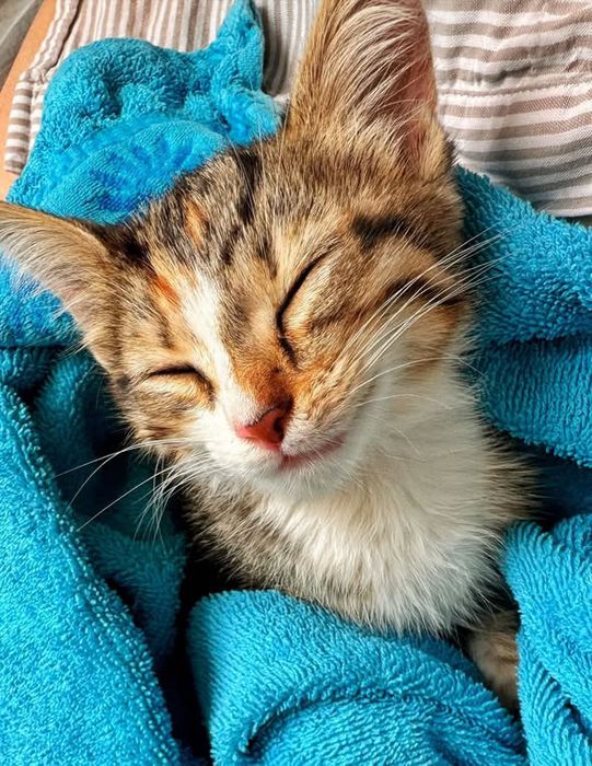 Пристройство найденного котенка