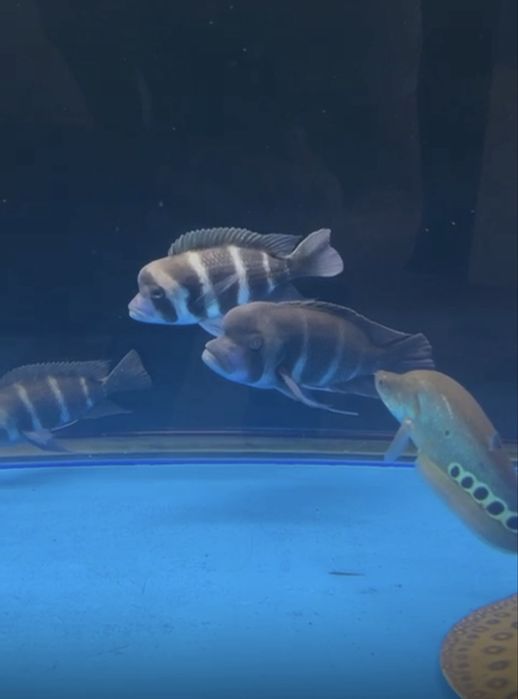 Фронтоза пара рыбки