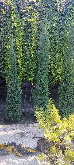 Marjvennik archalar sotiladi