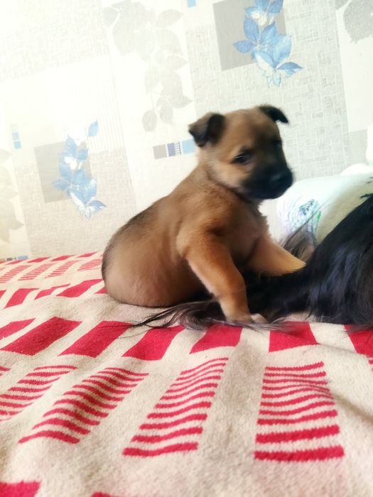 Отдам МальчикаБесплатно