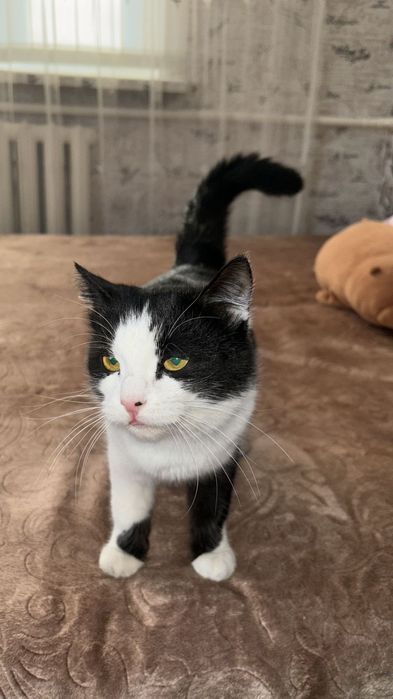 Отдам кошку в хорошие руки