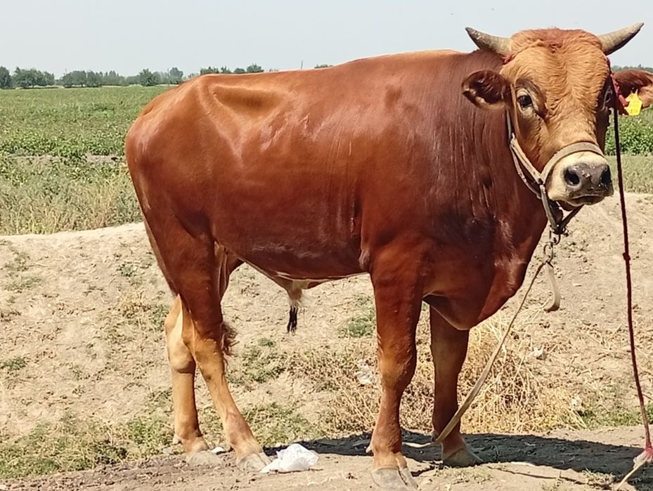 Buqa sotiladi kelishamz