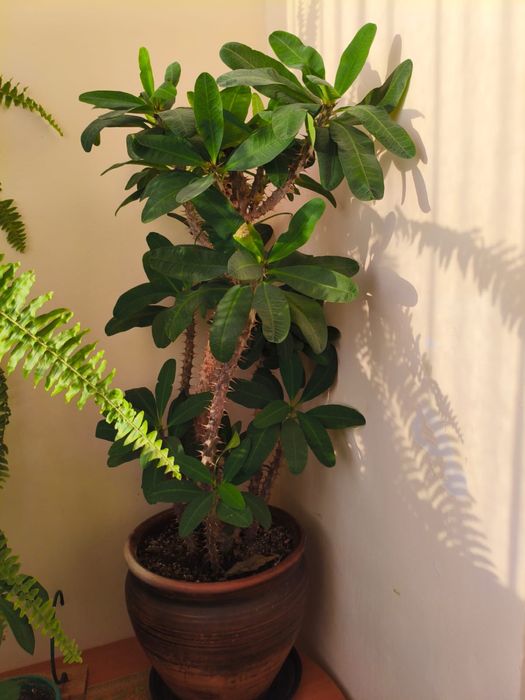 комнатные цветы