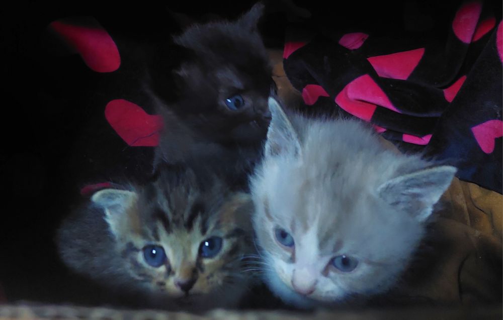 Котята, 2 месяца