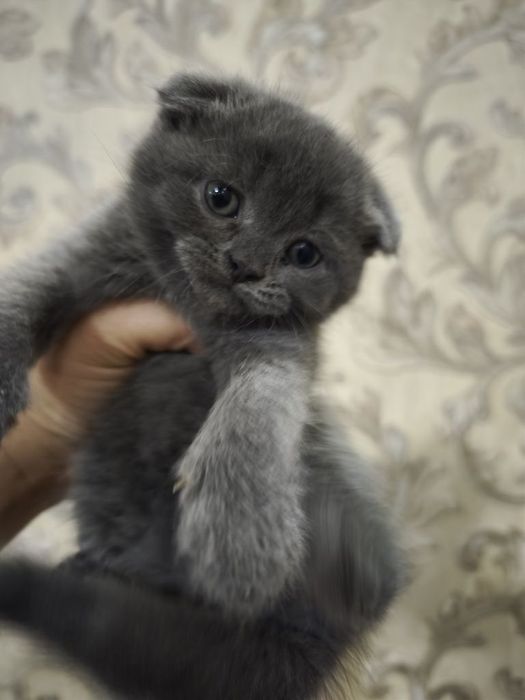 Британские котята