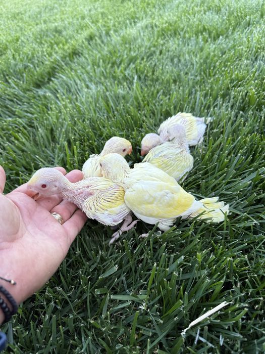 Pui blanzi papagali vorbitori Micul alexandru alexander