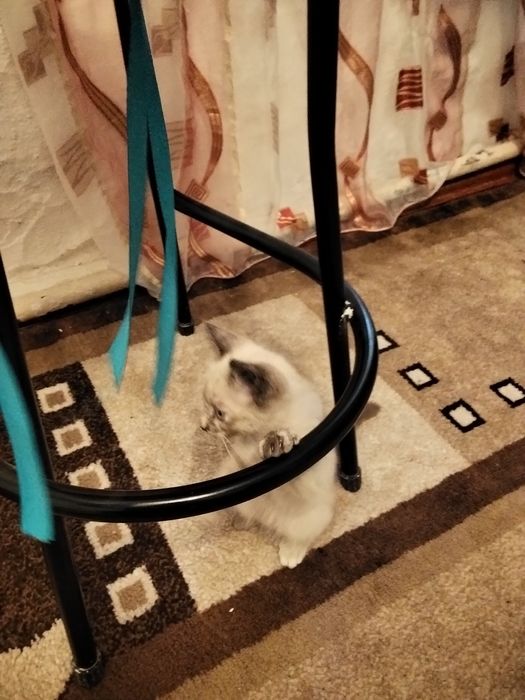 Отдам бесплатно котёнка