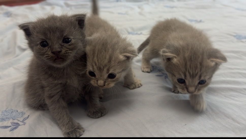 Scottish Fold mushukchalar