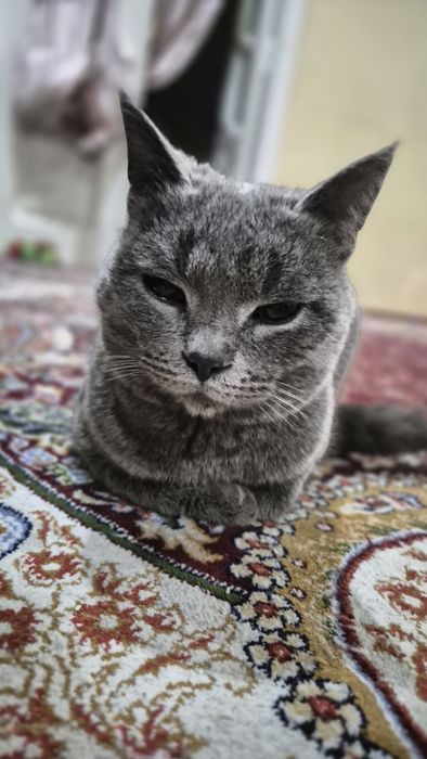 Мушук  сотилади!