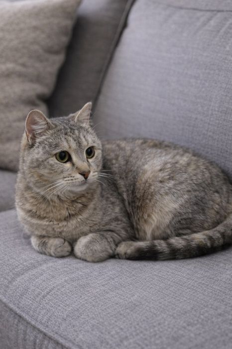 Ищу дом для кошки стерилизованной молодой  кошки помесь британки