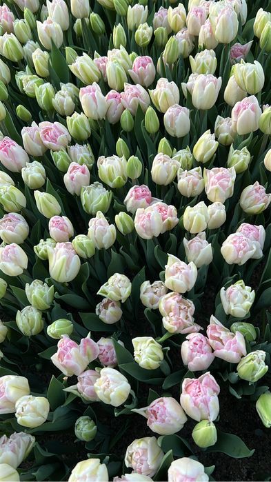 Тюльпаны Алматы элит