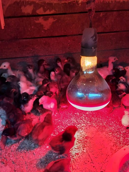 Cloaca pitica cu pui și pui din matca și zburatori