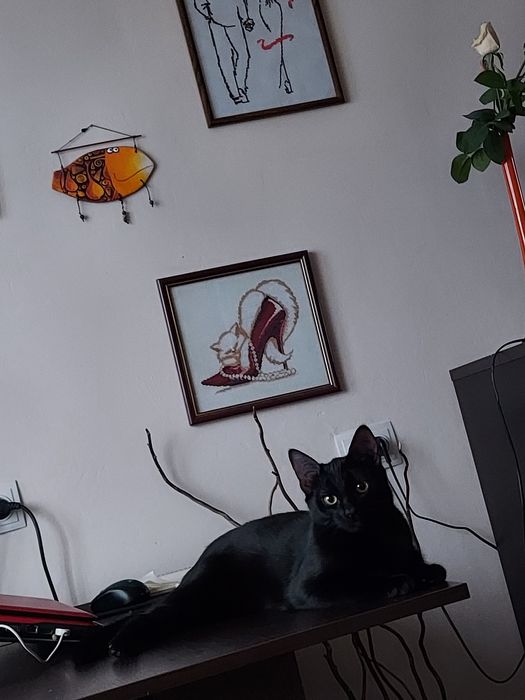 Отдам кошечку в добрые руки